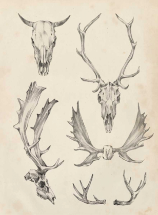 Picture of SKULL AND ANTLER STUDY II