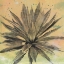 Picture of DESERT DREAMS I