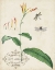 Picture of CANNA AND DRAGONFLIES I