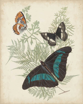 Picture of BUTTERFLIES AND FERNS II