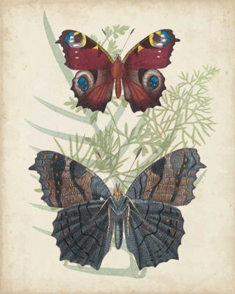 Picture of BUTTERFLIES AND FERNS III