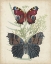 Picture of BUTTERFLIES AND FERNS III