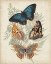 Picture of BUTTERFLIES AND FERNS V