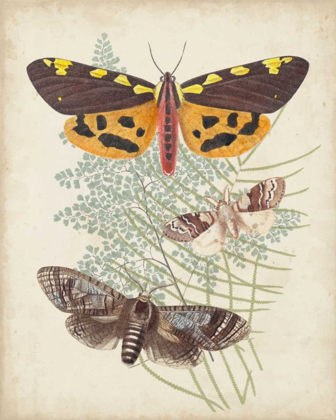 Picture of BUTTERFLIES AND FERNS VI