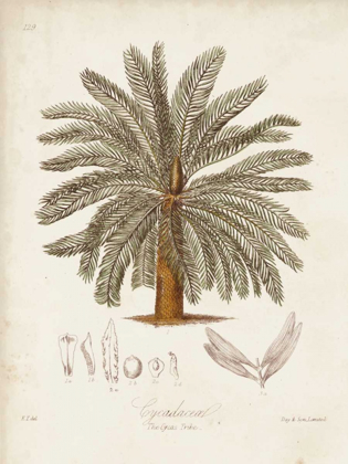 Picture of ANTIQUE TROPICAL PALM I