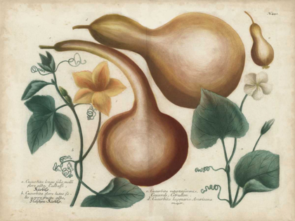 Picture of EXOTIC WEINMANN BOTANICAL I