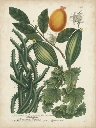 Picture of EXOTIC WEINMANN BOTANICAL III