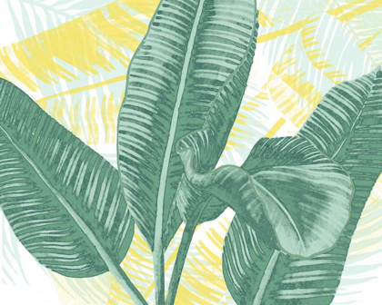 Picture of ILLUSTRATED PALMS II