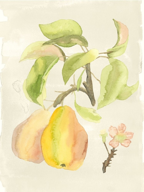 Picture of CUSTOM WATERCOLOR FRUIT III (ASH)