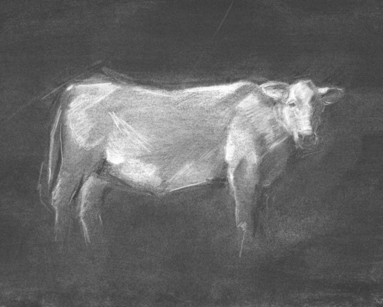 Picture of CHARCOAL BOVINE STUDY I