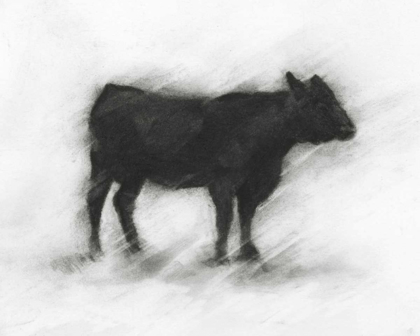 Picture of CHARCOAL BOVINE STUDY II