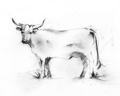 Picture of CHARCOAL BOVINE STUDY III