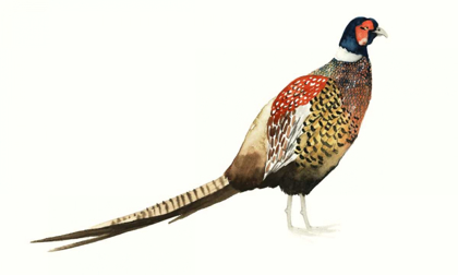 Picture of WATERCOLOR PHEASANT I