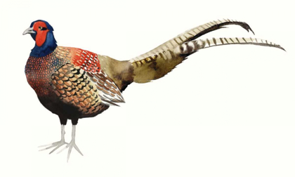 Picture of WATERCOLOR PHEASANT II