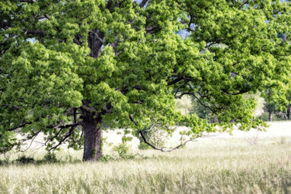 Picture of TREE IN SUMMER