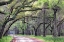 Picture of DIRT ROAD I