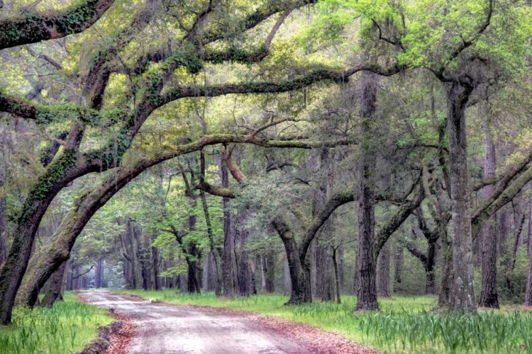 Picture of DIRT ROAD I