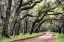 Picture of DIRT ROAD II