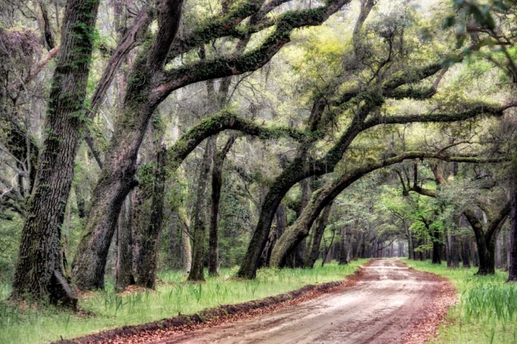 Picture of DIRT ROAD II