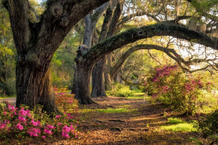 Picture of UNDER THE LIVE OAKS I