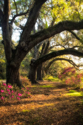 Picture of UNDER THE LIVE OAKS II