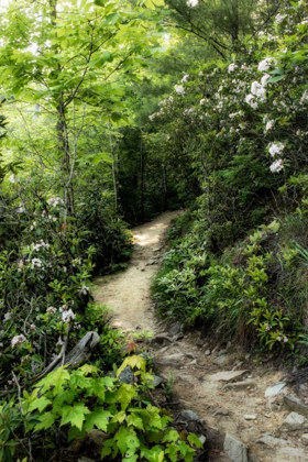 Picture of MOUNTAIN TRAIL