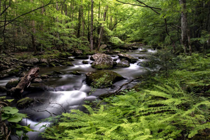 Picture of FERN BANK