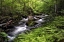Picture of FERN BANK