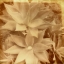 Picture of HALIA ALOHA IV