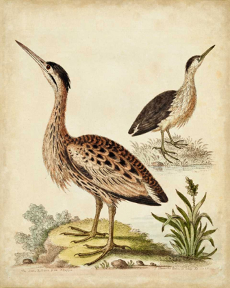 Picture of ANTIQUE BIRD MENAGERIE III