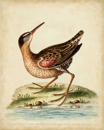 Picture of ANTIQUE BIRD MENAGERIE IV