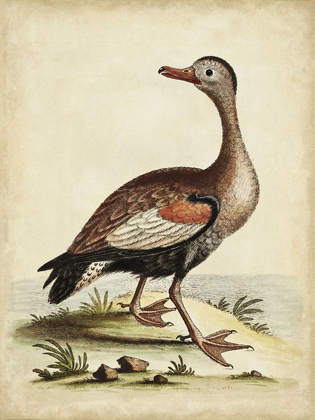 Picture of ANTIQUE BIRD MENAGERIE VI