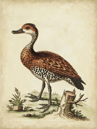 Picture of ANTIQUE BIRD MENAGERIE VIII