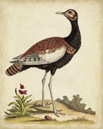 Picture of ANTIQUE BIRD MENAGERIE IX