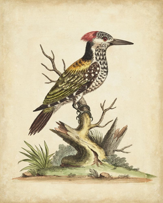 Picture of UA CH EDWARDS WOODPECKER