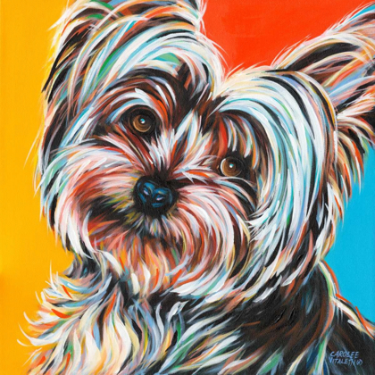 Picture of SWEET YORKIE II