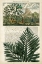 Picture of JOURNAL OF THE TROPICS II