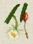 Picture of ELEGANT TROPICALS II