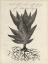 Picture of THORNTON SUCCULENTS I