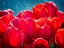 Picture of FUCHSIA TULIPS II