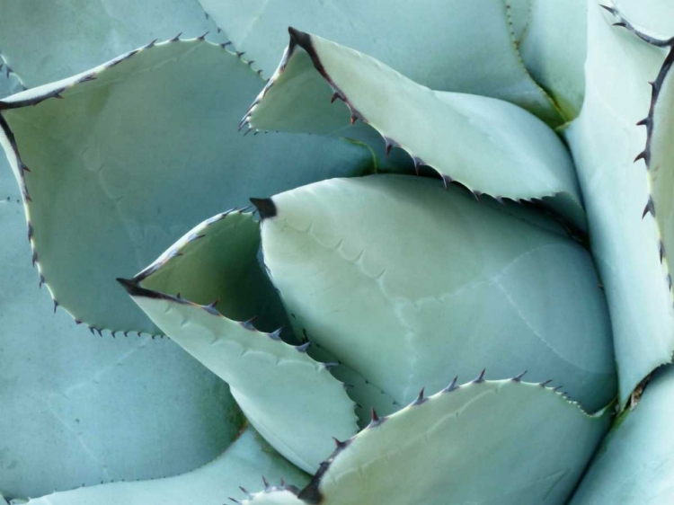 Picture of AGAVE DETAIL I
