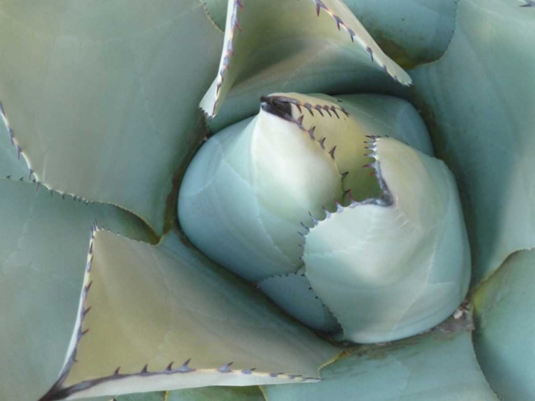Picture of AGAVE DETAIL III