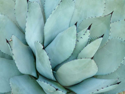 Picture of AGAVE DETAIL IV