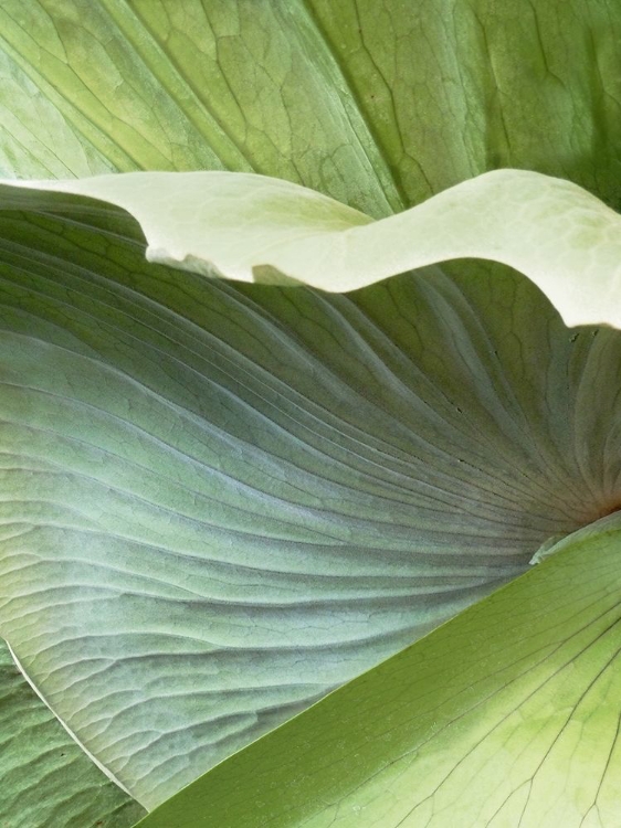 Picture of BANANA LEAF I