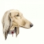 Picture of HAUTE HOUNDS IV