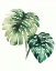 Picture of TROPICAL PLANT II