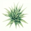 Picture of TROPICAL PLANT III