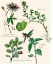 Picture of SWEET ASSEMBLAGE I