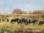 Picture of OUT TO PASTURE II
