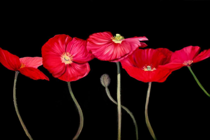 Picture of DRAMATIC POPPIES